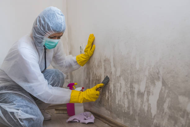 Best Crawl Space Mold Removal  in Mason City, IL