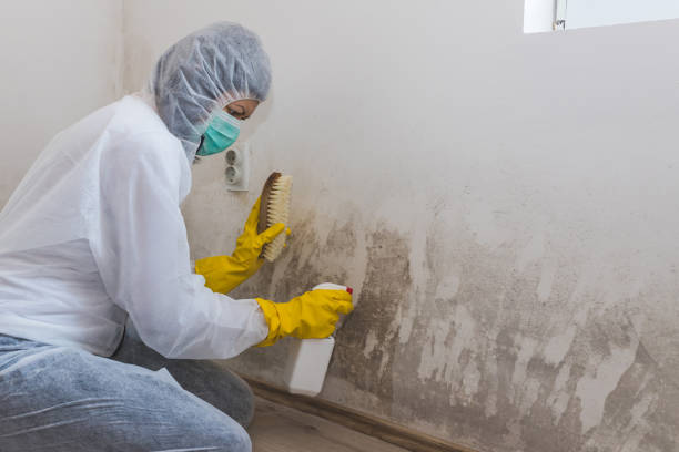 Office Mold Removal Services in Mason City, IL