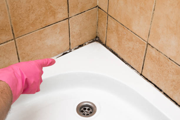 Best Mold Cleaning Services  in Mason City, IL